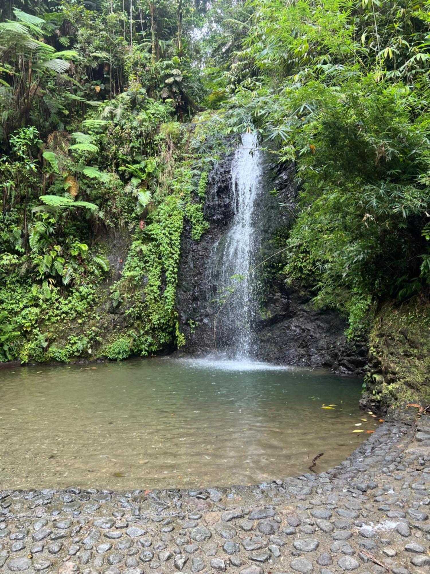 Le Ketmie Nature Et Decouverte Fond-Saint-Denis Dış mekan fotoğraf